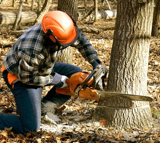 Tree Removal in Ball Ground, GA